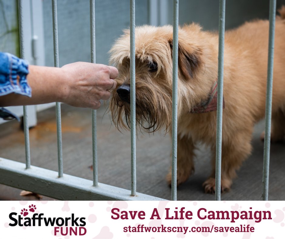 Last year, the Staffworks Fund Save A Life Campaign raised $1.8 million for animal welfare organizations in our communities.

This year, we can do even more.

Donate to any of the 39 participating animal welfare organizations at staffworkscny.com/savealife.
