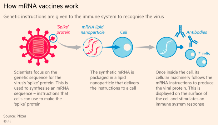 mRNA in  #COVID vaccines contains a harmless set of instructions on how to build spike proteins present on the surface of  #COVID19.Our bodes build the spike protein (NOT the actual virus - this will not cause infection).Then, our amazing immune systems form protective memory.