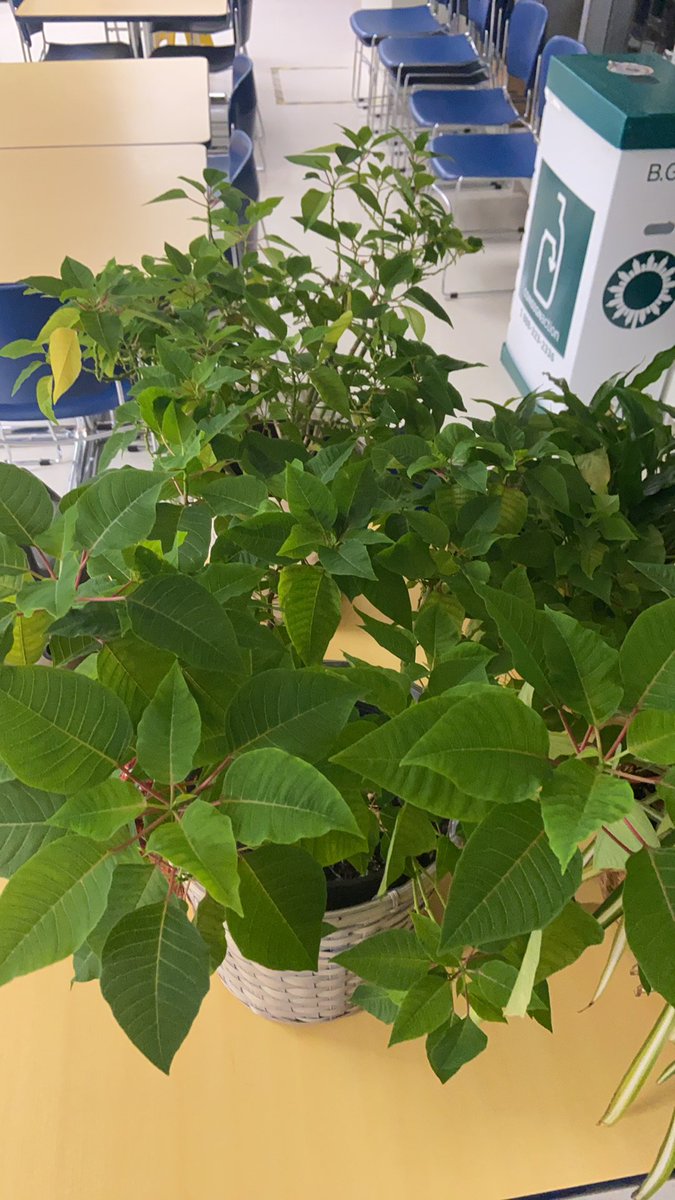 If you've ever bought a nice, bright red poinsettia for Christmas, and then decided to keep it beyond the holiday season, your poinsettia probably ended up looking like this: