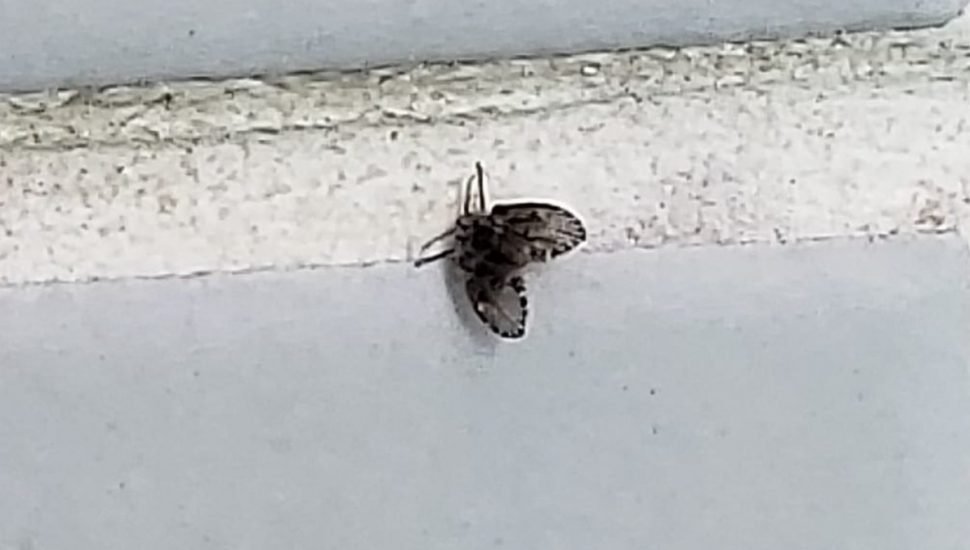 SNICBR1's tweet photo. geral querendo que o futuro tenha uma cura pro covid, ou carros voadores, eu quero um nome pra esse mosquito: https://t.co/fzCrbRkcxd