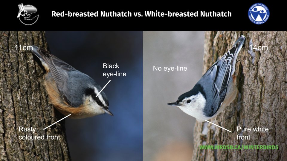 2/6: Next up- Nuthatches! These species can be located by their distinctive 'squeaky' call. RBNU is the more nasal of the two. Hear them at:  https://schools.wrdsb.ca/environmental-education/citizen-science/winter-bird-count/winter-bird-sounds/RBNU prefers coniferous habitat while WBNU is more common in deciduous habitat.  #WinterBirdsWRDSB