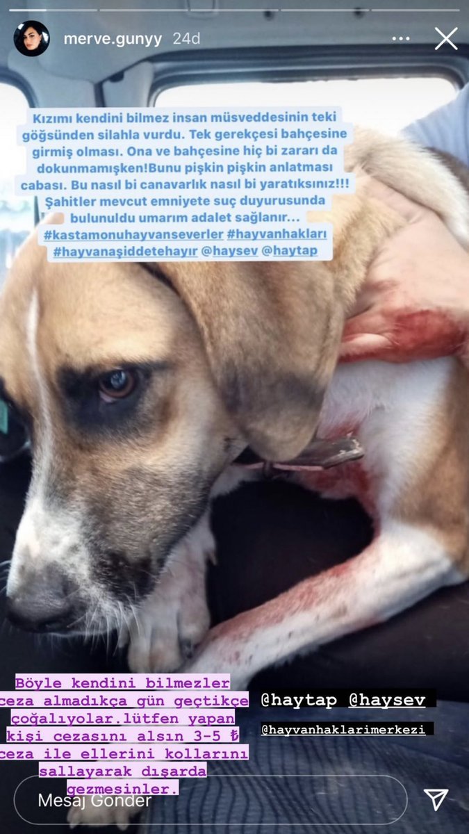 damlabaliiim's tweet photo. MEHMET SİNAN isimli şahıs köpeğimizi göğsünden silahla vurdu.Tek gerekçesi bahçesine girmiş olması,ona ve bahçesine hiçbir zararı dokunmamışken bunu pişkin pişkin anlatması da cabası.Şahitler mevcut,suç duyurusunda bulunuldu,veteriner raporu da ekte.Desteğinizi rica ediyorum 🙏🏻 https://t.co/mXECbWKVdK
