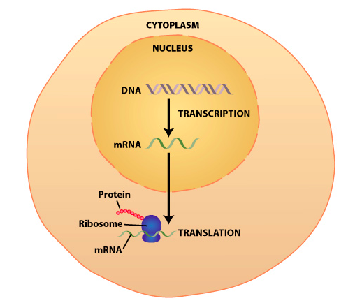RNA takes instructions from DNA outside the nucleus to other parts of the cell where there is space to build structures (proteins, etc).If DNA is the blueprint, RNA is the production line.Different types of RNA serve various roles in transferring information & building stuff