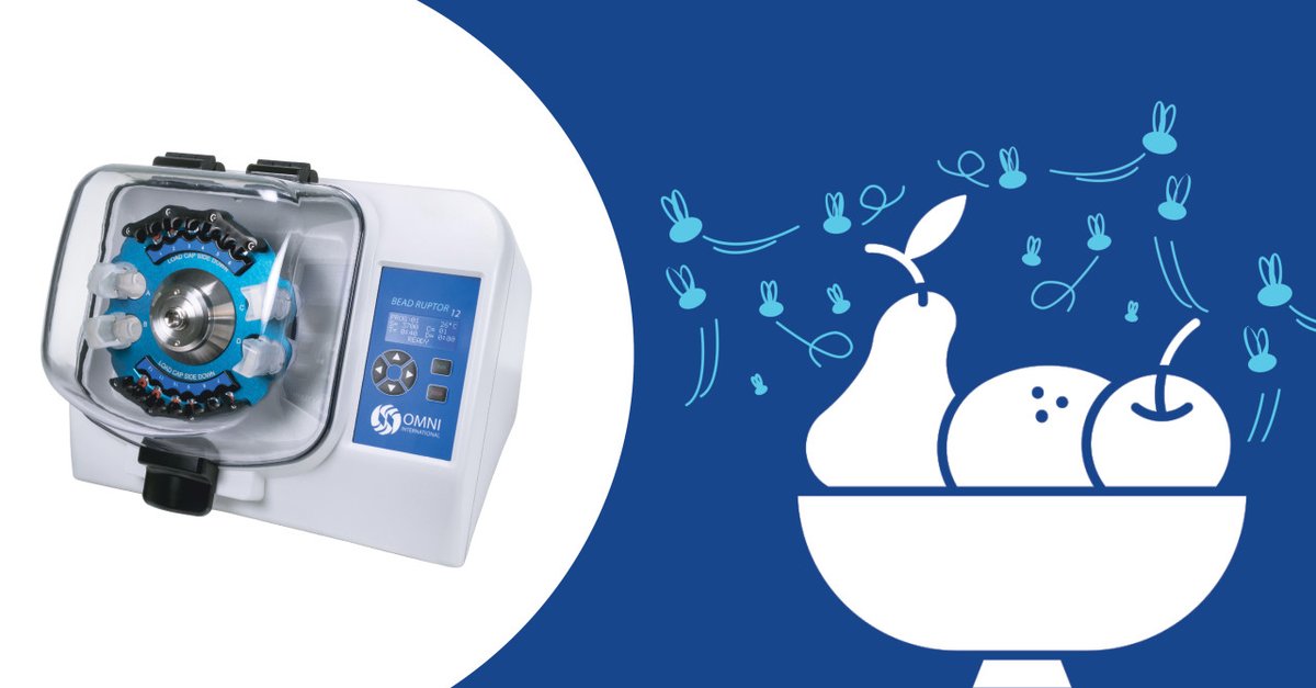 OmniInc's tweet image. Check out J Tennessen, N Bertagnolli, J Evans, M Sieber, J Cox, C Thummel process of #homogenizing Drosophila melanogaster embryos with the Bead Ruptor 12 to analyze the changes in gene expression and metabolism that occur during Drosophila embryogenesis. bit.ly/2NmW6B0