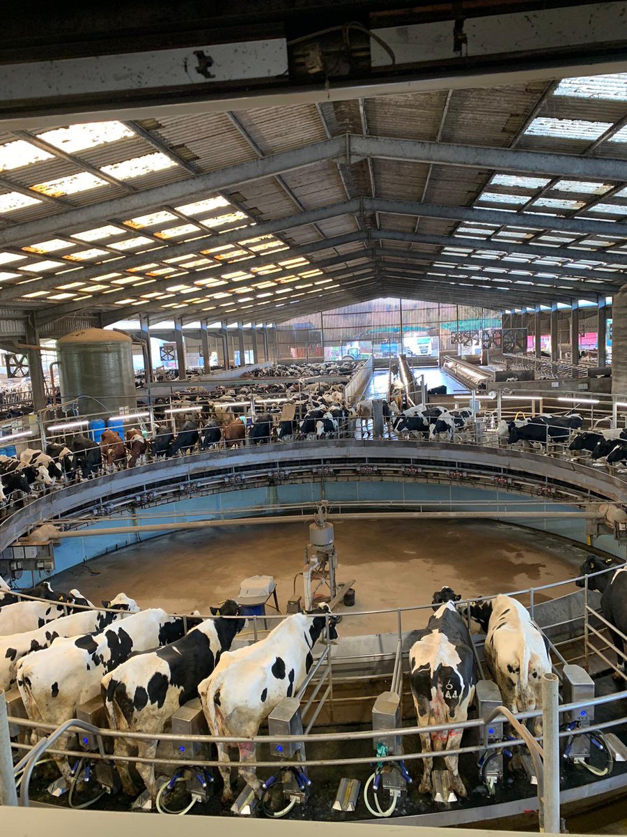 🚨 System Install 🚨

Air Sanicleanse TeatScrubber 

Country- UK
Parlour - Rotary 60
Herd size - 500
Milkings per day - x 3

Reduce labour 💪🏼
Reduce time ⏰ 
Reduce costs 💰 
Improve teat and udder health 💉

Happy Cows 🐮 = Happy Farmers 👩‍🌾