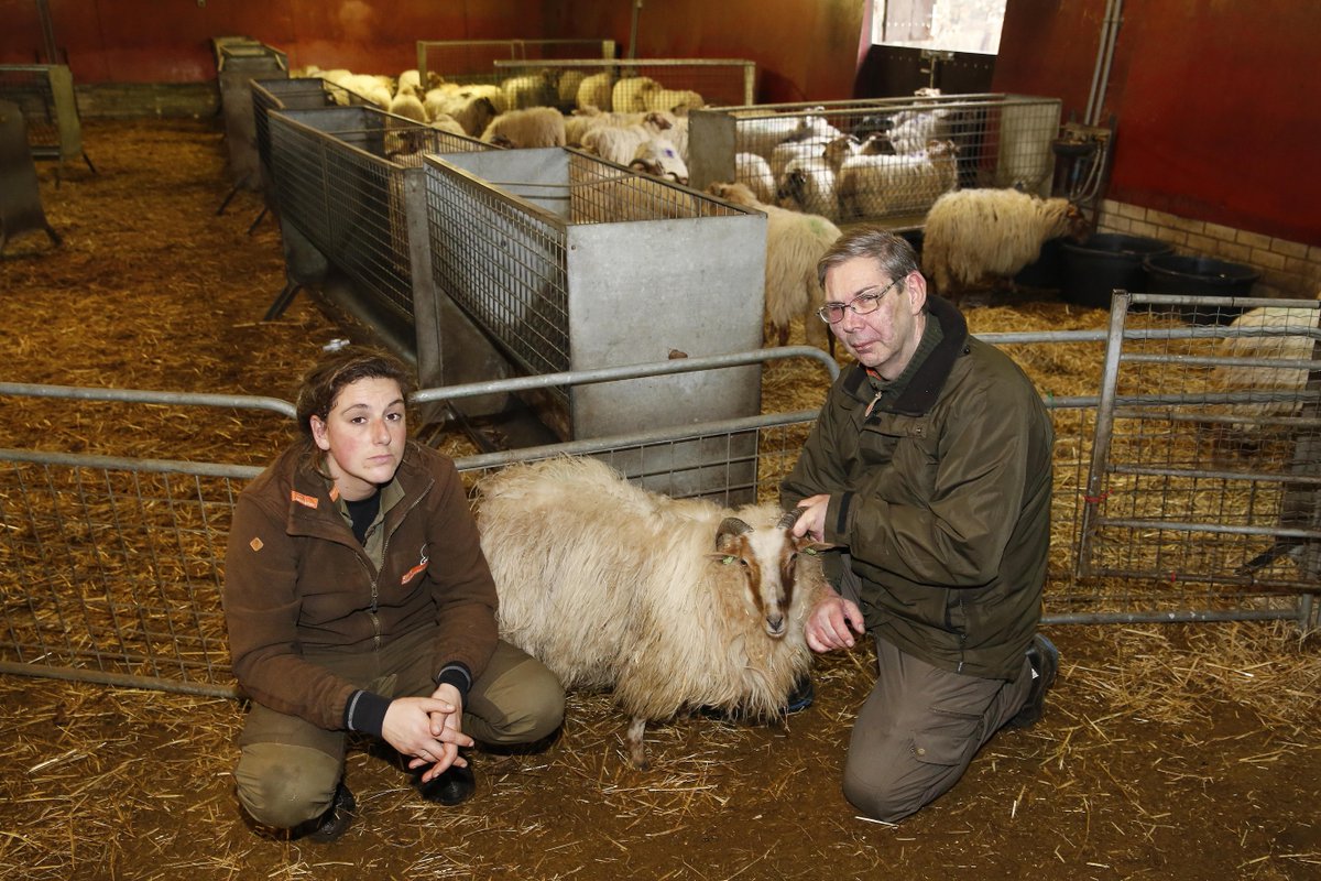 ’Gewond schaap stond te knarsetanden van de pijn’; GNR slaat alarm na aanval op schaapskudde: steeds meer loslopende honden op Gooise heide dlvr.it/Rn9Lh5