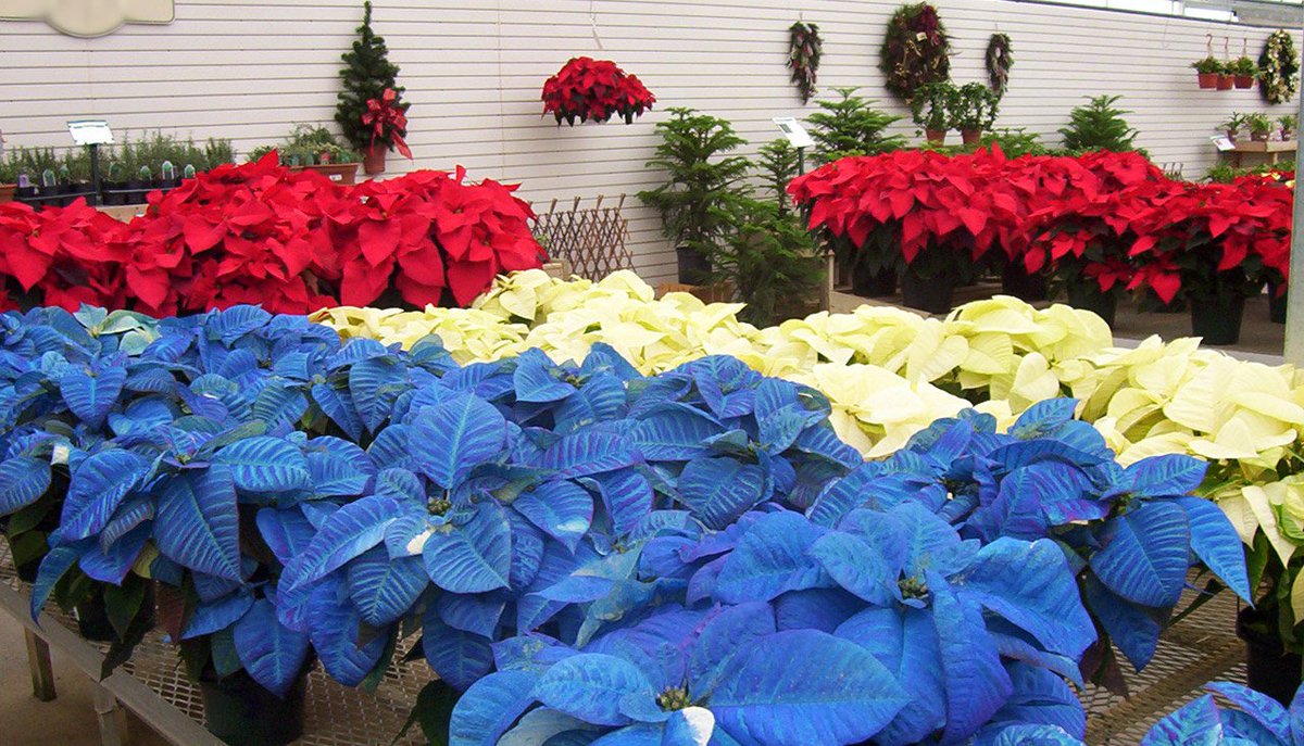 - creating new poinsettia colors!There's a world beyond the red poinsettia. Pink, cream, variegated, etc.Though if you see a blue poinsettia, possibly with glitter... don't be fooled. It's just dyed.(fin)
