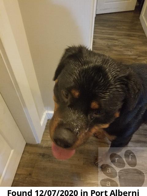 aarf_ca's tweet photo. #aarf #foundpet A Dog  in Port Alberni!
https://t.co/6NMtDpv3jD https://t.co/hX06upkLJH