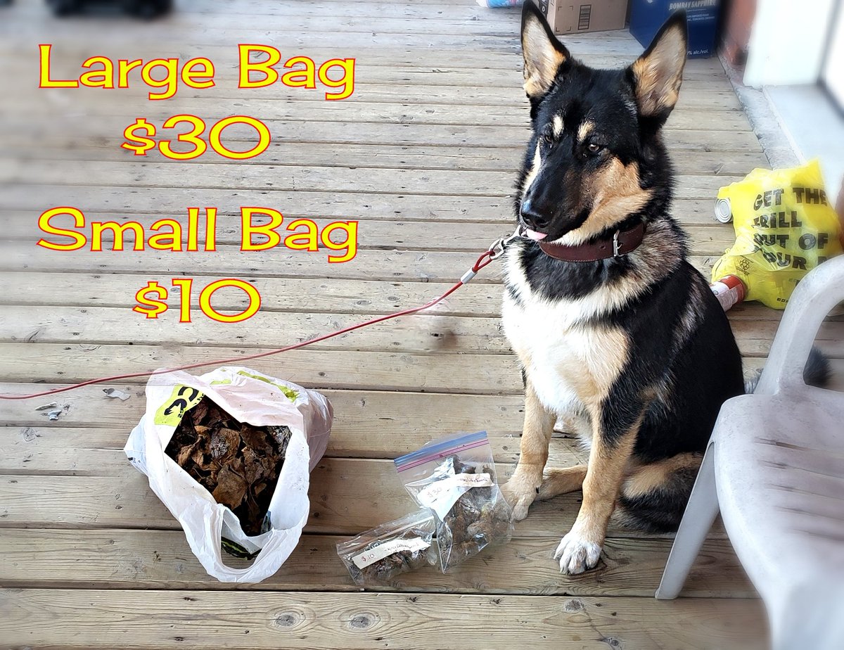 Lithequeen1's tweet photo. Good day for a silver lining so I'm selling my dog poop to the slaves that should have collected it themselves. Hmu for Princess Wolf Kaka, get it before its gone! #femdom #findom #dogpoop #poopslave #domesticdomination #queening #payslave #paypig #cashpig #humanatm https://t.co/HZolByUYIr
