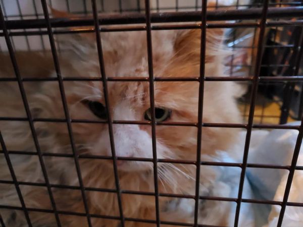 acatsliferescue's tweet photo. Got a call requesting a big trap for an XL fella; so we requested photo evidence. Here he is in all his glory, a gigantic, mushy orange boy, soon to live his #TNR dream. If he's friendly, this #sweetfluff will certainly end up in our #adoptionprogram #adoptdontshop #rescuecats 😻 https://t.co/wbTVQT2fJn