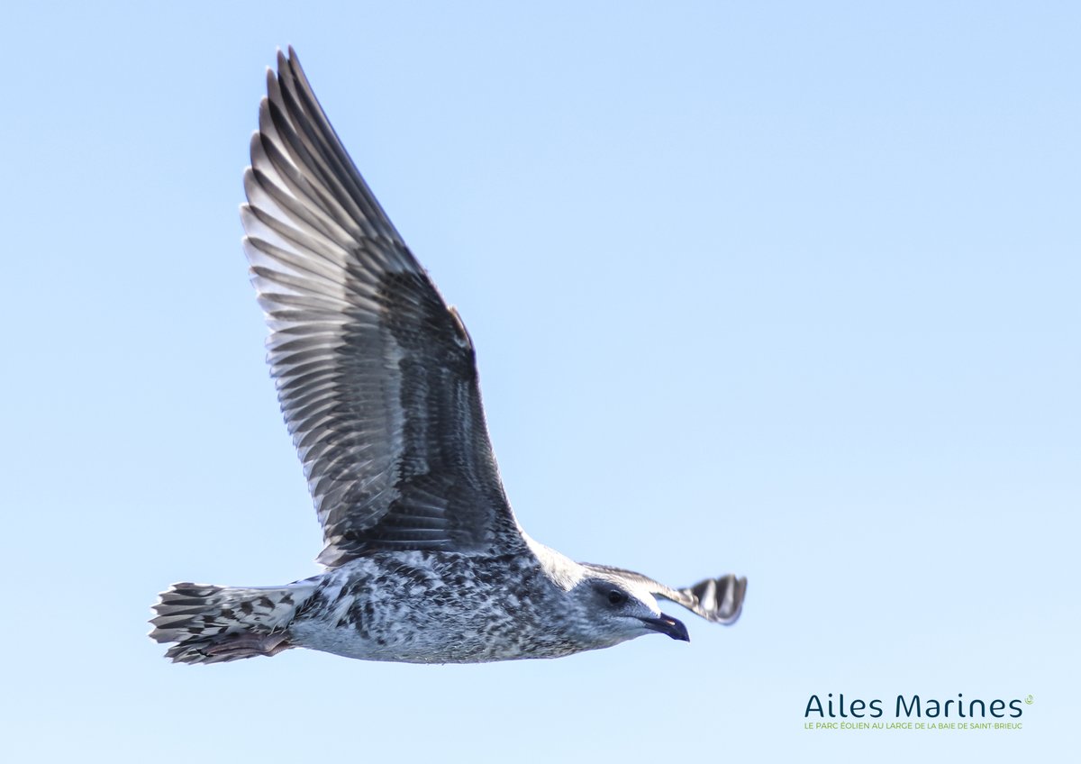 iberdrolafr's tweet photo. #étudesenvironnementales | Les mesures de suivi se poursuivent au sein du futur parc.

Deux fois par mois @leclub_biotope est missionnée par @AilesMarines  pour se rendre dans la baie de #StBrieuc pour observer et recenser les #mammifèresmarins et les #oiseaux par bateau. #EMR https://t.co/NtInBNmsGw