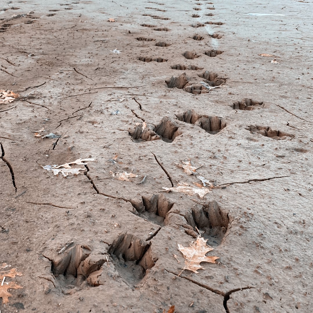 Woodlands Nature Station in LBL tweet media