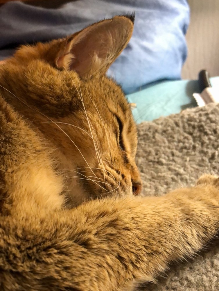 Quintus, étapes d’un adieu [fr]  #blog #mix <a href="/stephtara/">stephtara@indieweb.social</a> bit.ly/3glxupn