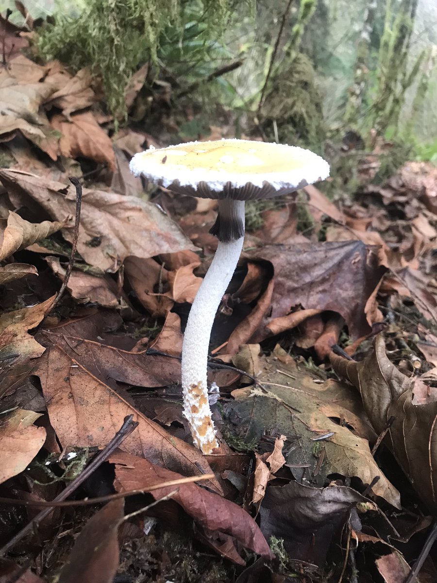 Stropharia ambigua #mushroom #Mycology