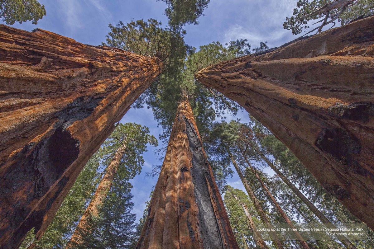 Human-caused  #climatechange continues to affect  #NationalParks in the US including  @SequoiaKingsNPS. Here are some of the historic impacts and future risks in  #Sequoia,  #KingsCanyon, and the region!