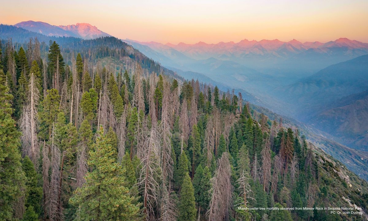  #Climatechange is projected to increase risk of  #treemortality from  #drought by 15-20% per degree Celsius increase in the Sierra Nevada.Research by Goulden &  @rbalesuc in  @NatureGeosci  https://doi.org/10.1038/s41561-019-0388-5