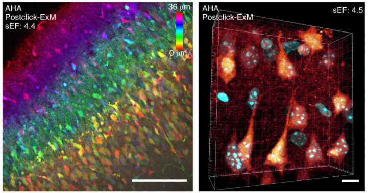 Take your ExM to the next level! Click-ExM uses click-chemistry-based labeling to enable imaging of numerous classes of biomolecules including lipids, glycans, proteins, DNA, RNA and small molecules.  nature.com/articles/s4159…
