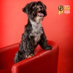 Photo by National Dog Portrait Awards (@NDPA2020)