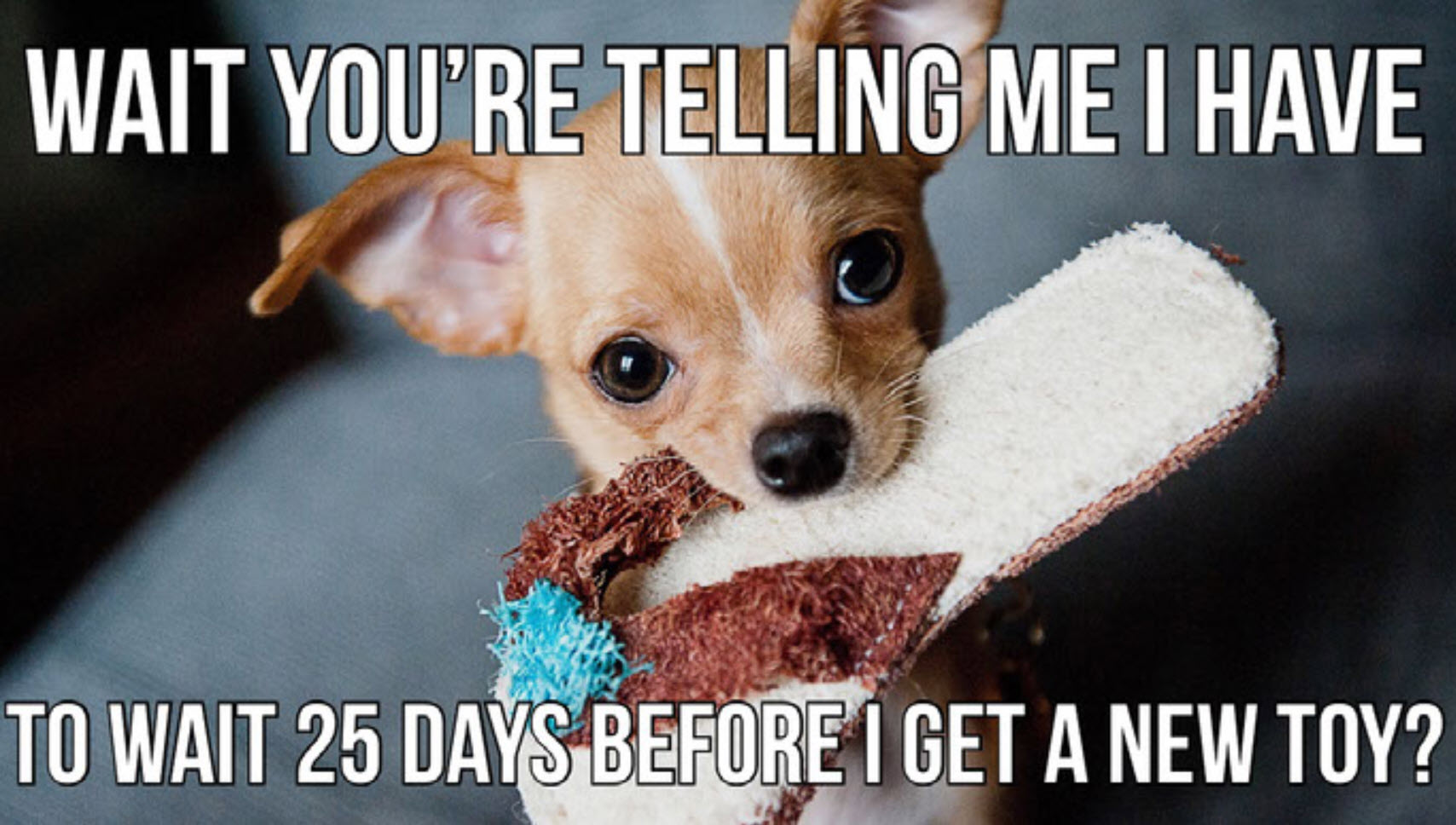 Barkbox Memes Decisions Decisions : R/memes