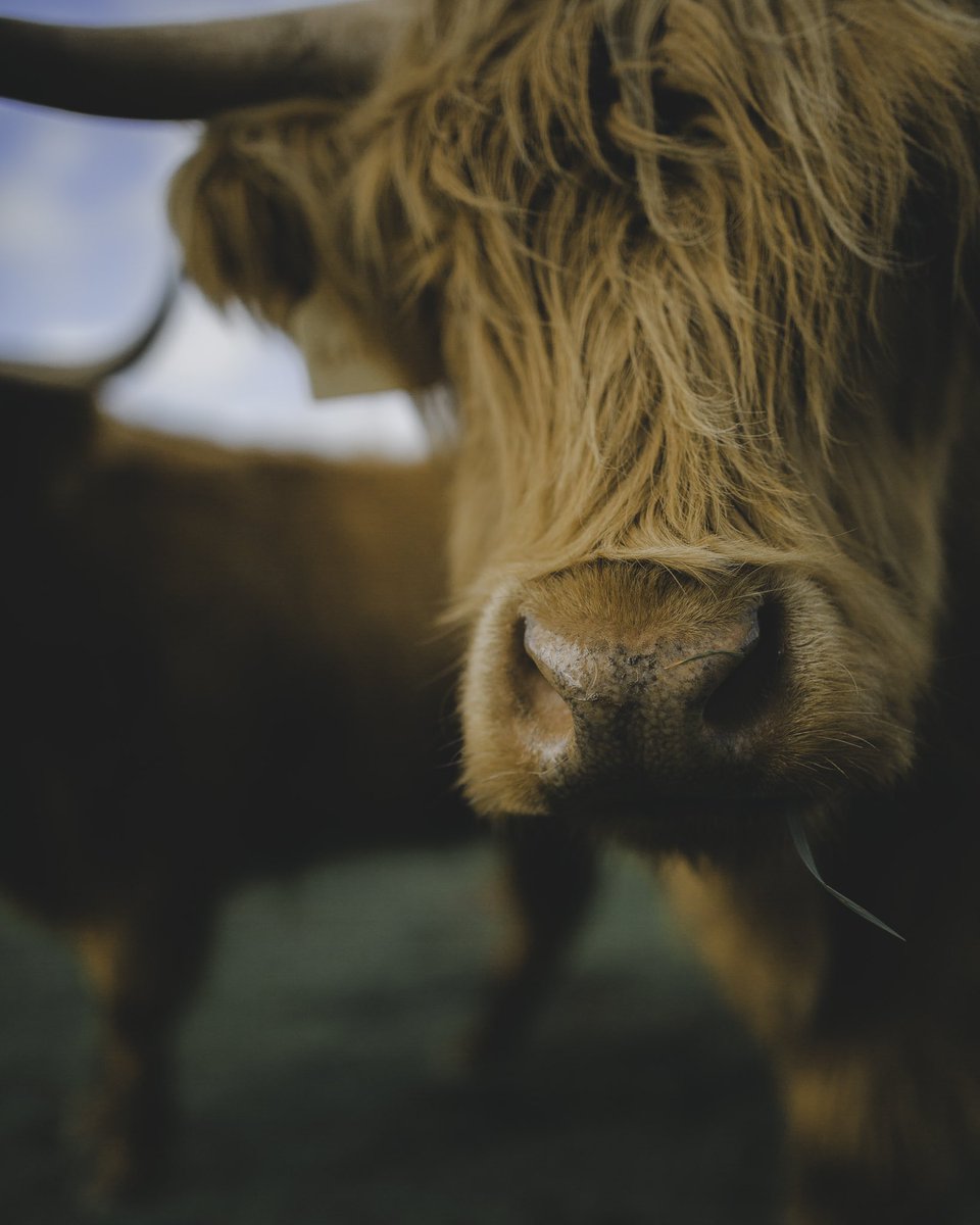 johncwingfield's tweet photo. cow time https://t.co/5VSP6624pw