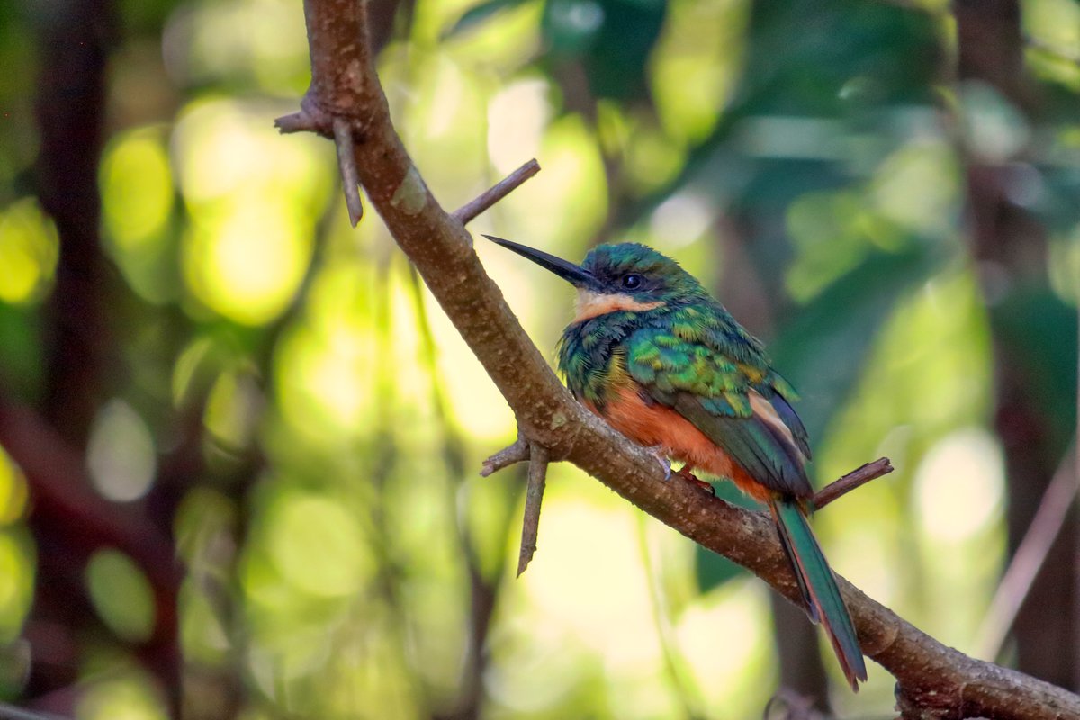 PhotoSingle's tweet photo. Rufous-tailed Jacamar
🇧🇷 Ariramba-de-cauda-ruiva

#nature #bird #birds #brazil #birdwatching #green https://t.co/wN3BUCRgkc