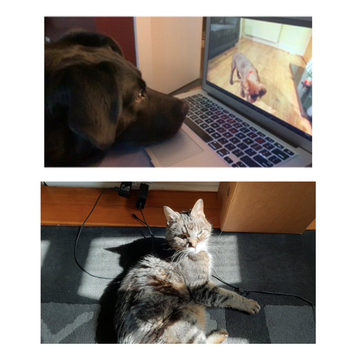Did you know that conference registration fees are $5.00 for people and free for pets? Otto and Mr. T will be there! Check out our website to register and view our exciting conference schedule: teachinglifewritingschedule.ca