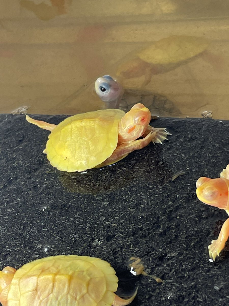 アルビノミドリガメ アルビノミドリガメ