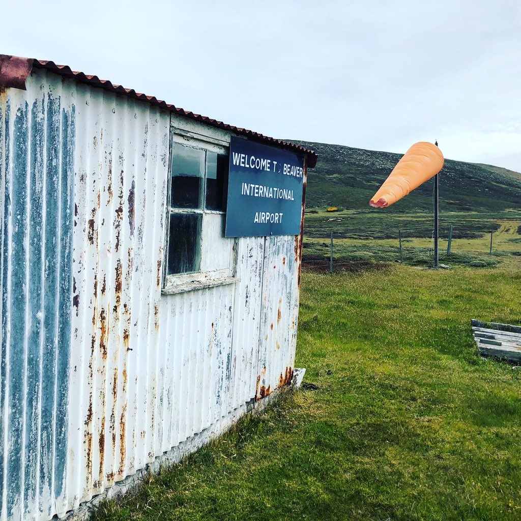 We were lucky enough to go to Beaver Island #shearing this weekend. Beaver is one of 700+ islands that surrounds the #falklandislands #guanaco