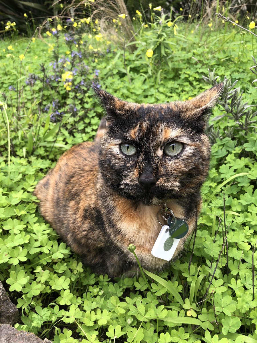 . @RMac18’s cat Cricket is a very good girl who sometimes gets lost while wandering in the backyard. To prevent a permanently lost cat, he’s outfitted her with a Tile bluetooth key finder. Now Ryan doesn’t need to worry about his cat, and Cricket looks stylish as hell to boot 