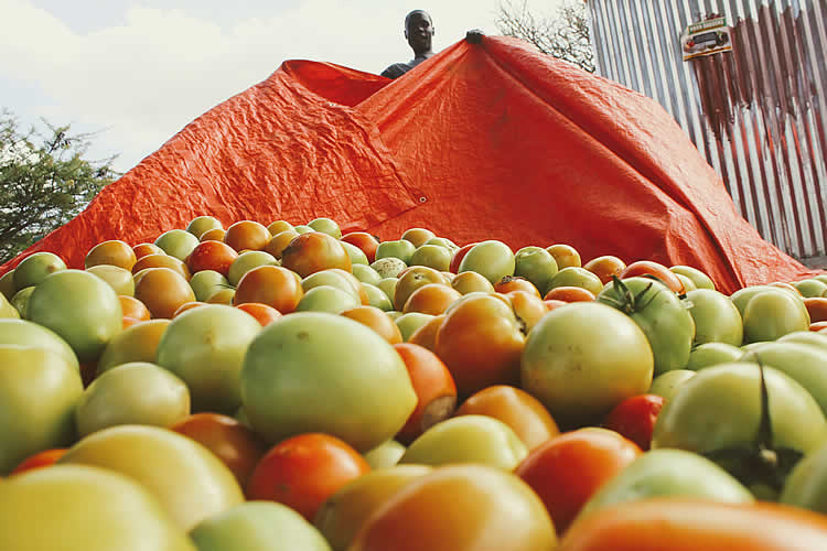 MSDNOV's tweet photo. Just tip of the iceberg... Horngardens fresh organic production..
Agriculture is the keystone of our economic structure. The wealth, welfare, prosperity, and even the future freedom of this nation are based upon the soil. https://t.co/YcZnORAFdP