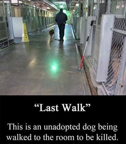 SueB2246's tweet image. #SignsofProgress More &amp;amp; more #death #row #cats &amp;amp; #dogs R being saved b/c of social media! #PLS #help!  Share, RT 2 all your social media accounts.  Ask those looking to adopt to check postings 4 their next furbaby! #Your posting #DO save lives! #Tyvm!