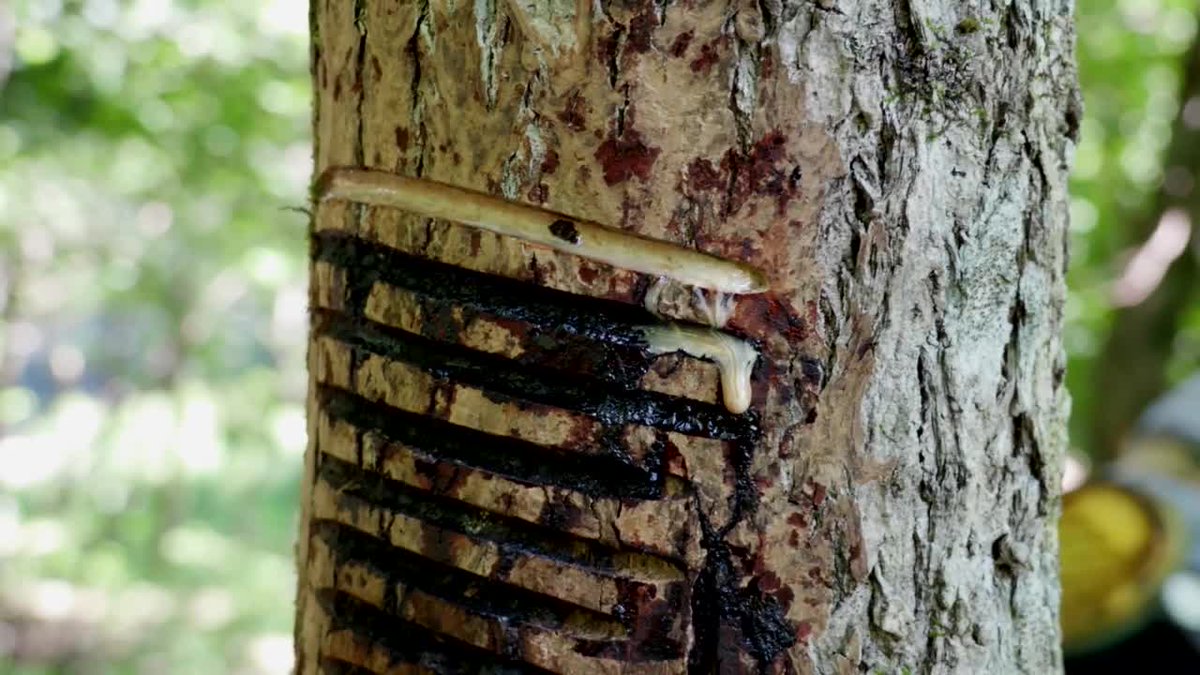 34. Chinese Han Lacquer CupLacquer comes from a specific kind of tree sapThe sap is dangerous because it has the same oily irritant as poison ivy - but that chemical is also what makes lacquerware beautiful