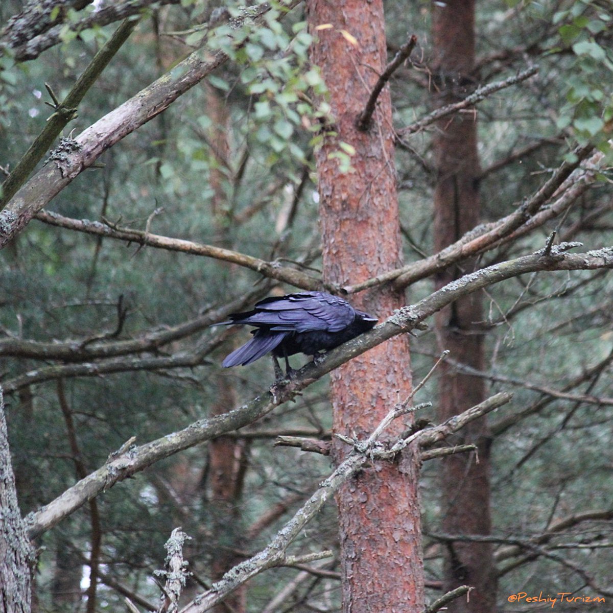 PeshiyTurizm's tweet image. "Как прекрасен мир, являющийся во снах: от загадочных глубин океана до сверкающих звёзд вселенной..."
#Adventures #adventurespirit #nature #wild #wildnature #wildlifenature #природа #дикаяприрода #Куршскаякоса #Curonianspit #ЮНЕСКО #UNESCO #птицы #birds #ворон #Corvuscorax #crow