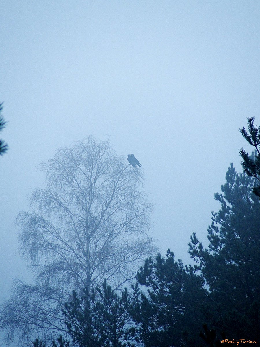 PeshiyTurizm's tweet image. "Как прекрасен мир, являющийся во снах: от загадочных глубин океана до сверкающих звёзд вселенной..."
#Adventures #adventurespirit #nature #wild #wildnature #wildlifenature #природа #дикаяприрода #Куршскаякоса #Curonianspit #ЮНЕСКО #UNESCO #птицы #birds #ворон #Corvuscorax #crow