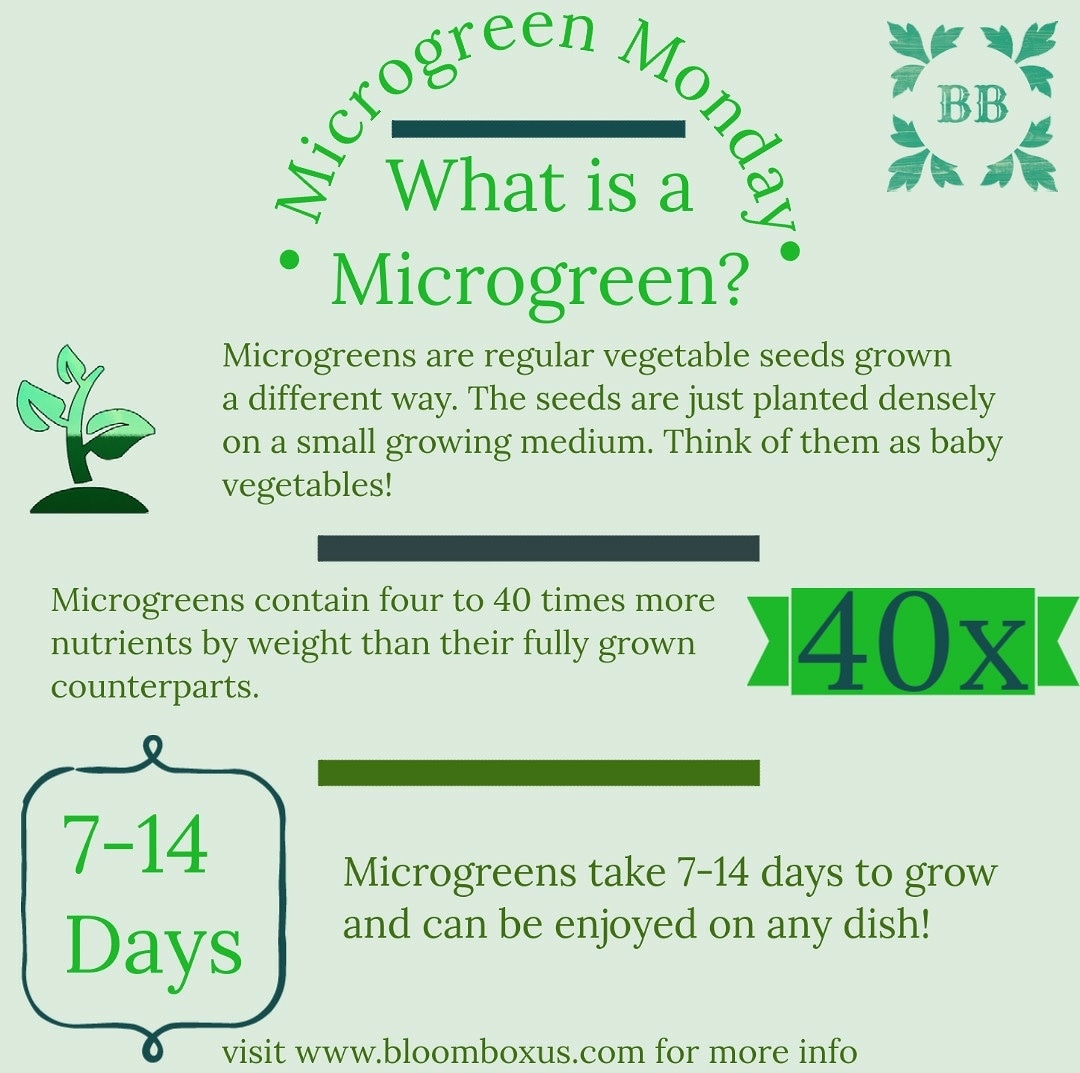 BloomBoxUS's tweet photo. Stay tuned for our new Microgreen Monday series where we share all kinds of info and facts with you! 

#MicrogreenMonday #microgreens #lifestyle https://t.co/XmJGUhZNa6