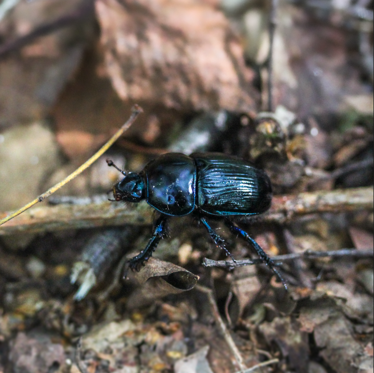 MStringwell's tweet photo. Dor beetle ๐ seen at #RoydonCommon in #Norfolk, Sept. #Coleoptera #Entomology #NorfolkWildlifeTrust #LoveNature #Conservation https://t.co/TwypwbP2gc