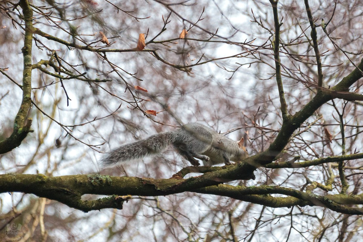 catperkinton's tweet photo. Trying to stay completely still so as not to disturb the squirrells, I had the odd sensation I was being watched...turned round & yep... (last pic) #squirrells #widlife https://t.co/9XvhRnSLYn