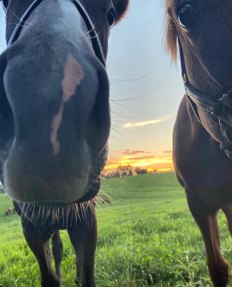 BLConservancy tweet media