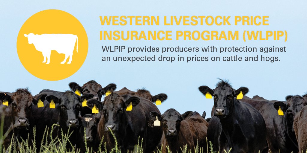 AFSC_AB's tweet photo. Only a few more weeks left for #WLPIP-Calf settlements in 2020, make sure you know your claim window. Weekly settlements are published Mondays and available for claim from 1:30-7:00 p.m. MT. #ABag https://t.co/jq28kSITng