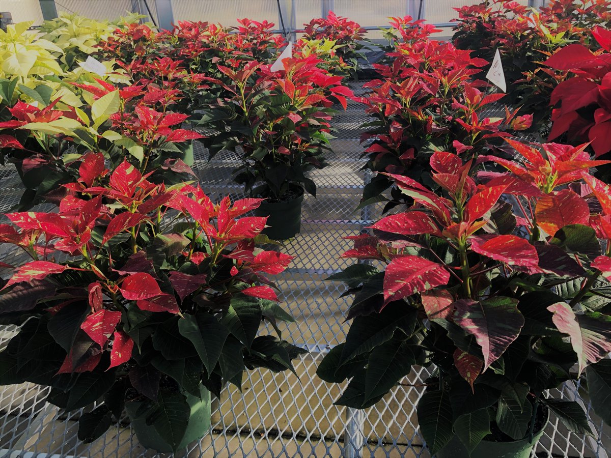 TCCva's tweet photo. Poinsettias grown from TCC's horticulture students were gifted this holiday season to the Community Feed, low income families, the Greenhouse Parson Fund Foundation and to the horticulture students that helped grow and care for these plants! https://t.co/Ec4iJuWlql