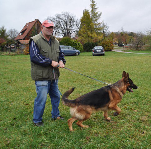 GlobalOutpostK9's tweet photo. Going through our basic obedience course with teach your dog to sit, heel, down, come, and stay.  Check us out at https://t.co/iJ9FA22J9z #wetrainallbreeds #basicobedience #dogtraining #gsd #germanshepherd https://t.co/lACS35pfHf