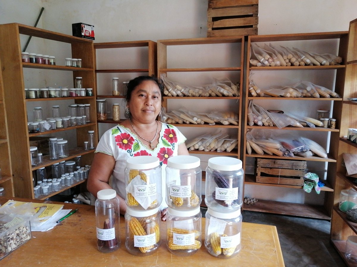 EMiranda_YUC's tweet photo. Hoy resguardamos 7 variedades de maíz en el Banco de semillas de Yaxunah #Yaxcaba #Yucatán
Algunas provenientes del @BGermoplasma del @CIMMYT
El cubrebocas no deja ver lo emocionado que estaba :D https://t.co/tJOIeVEDnZ