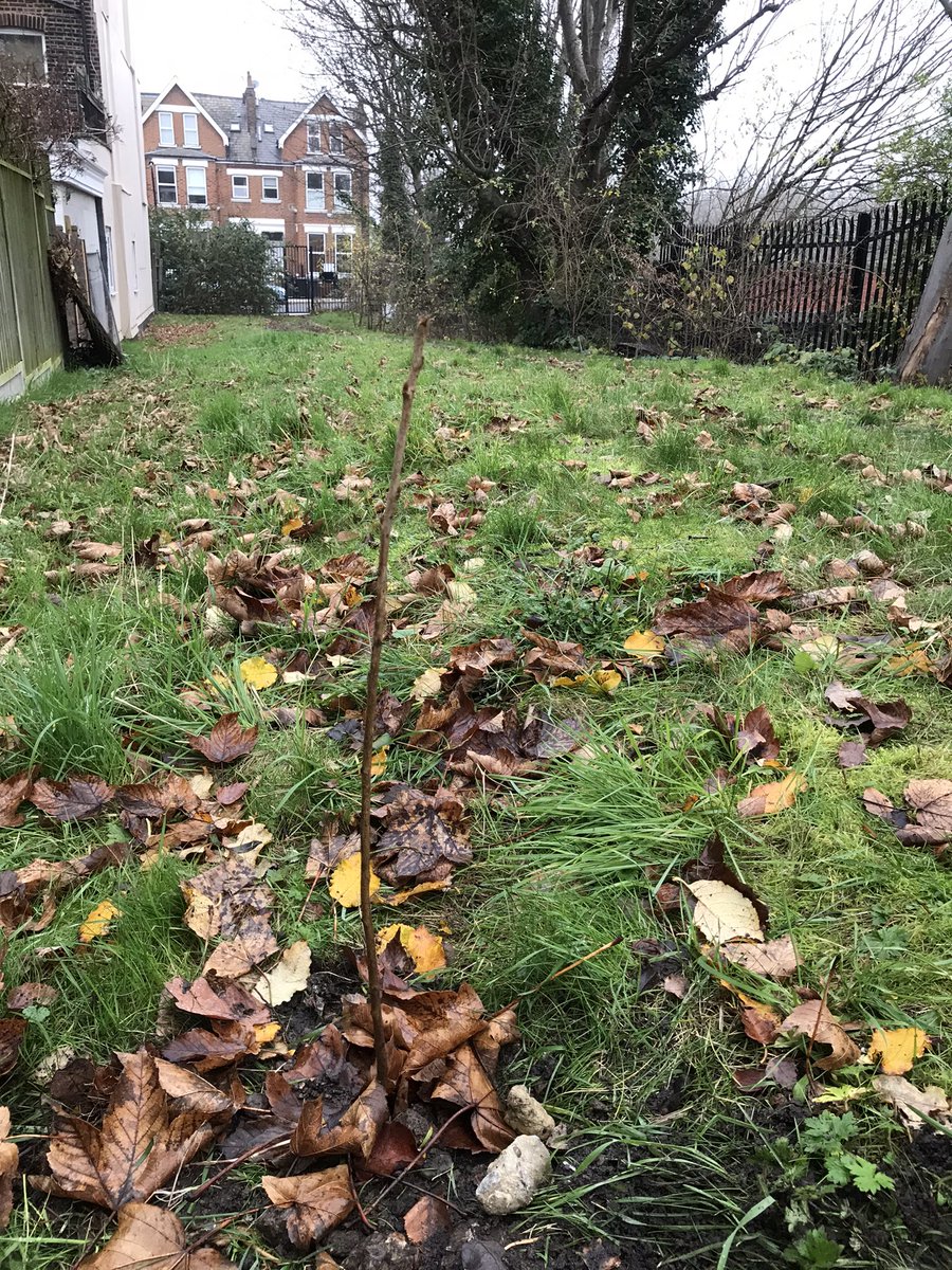 FordwychRA's tweet photo. Four new trees planted in the Jane Evans nature reserve, Minster Road today! #laureltree #cherrytree #camdenforest #nw2 #ClimateEmergency https://t.co/wkFWdyYpxn https://t.co/8BjMJQiyuF