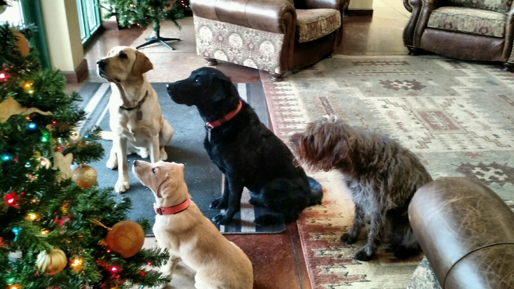 A sweet Christmas picture of Maggie and a few former #officedogs. #happydogs #christmas2020 #covidchristmas2020 #NiceList #naughtyornice