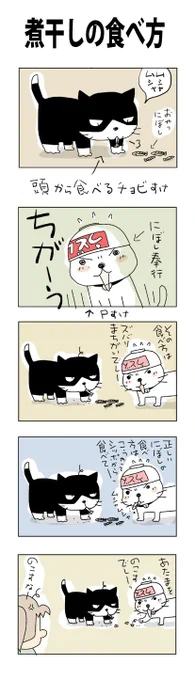 煮干し奉行#こんなん描いてます#自作マンガ #漫画 #猫まんが #4コママンガ #NEKO3 