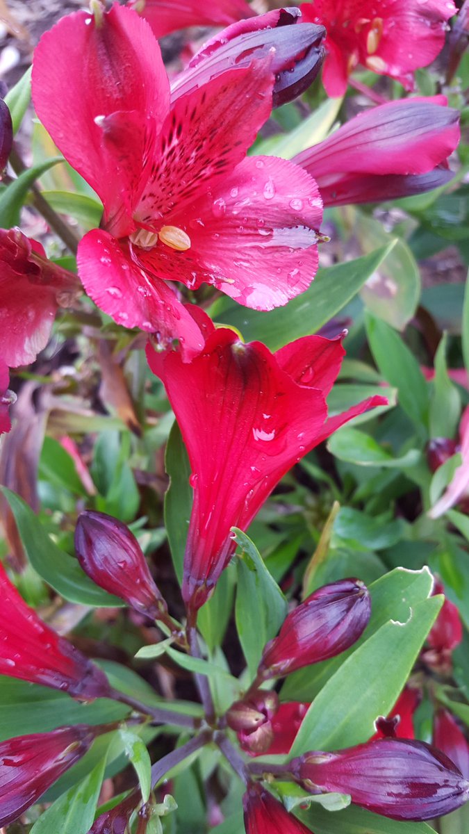 GabyLynch9's tweet photo. For #GardensHour thanks @MrsARose1 for the reminder about theme *Red*  and a Merry Christmas to you all from down under 😍 #Alstromerias in my garden this morning ❤🌿🌧🎄 https://t.co/rYsh2vPMSb