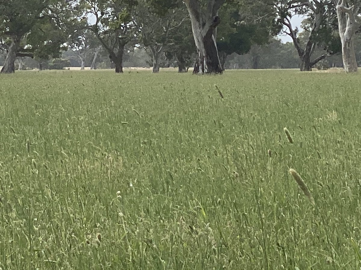 Not only do deep rooted perennials grow winter feed but they keep rewarding you with moisture available. SR, production per HA needs a good balance of pasture and also ground cover over the summer autumn. Annual paddocks are Gone for all money