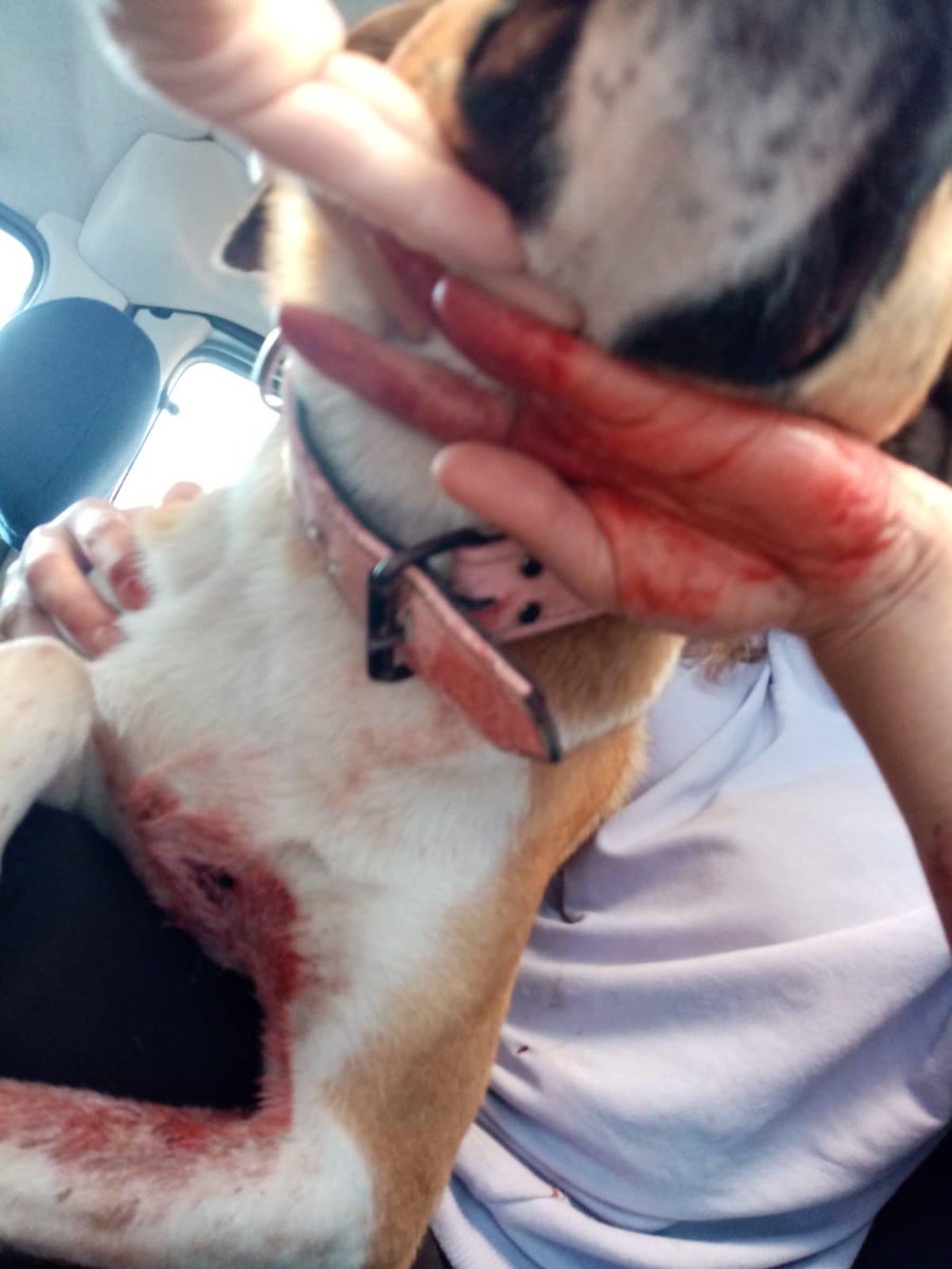 AyZey12's tweet photo. #PERAİCİNADALET 
Köpeğim bugün 14:10 sıralarında bahçesine girdiği gerekçesiyle ona ve bahçesine hiç bir zararı dokunmamışken SİLAH İLE VURULARAK CANINA KAST EDİLDİ.Bunu pişkin pişkin anlatması da cabası.Şahitlerde mevcut köpeğimin durumu kritik ve suç duyurusunda bulunuldu+++ https://t.co/cUVey9u0F1