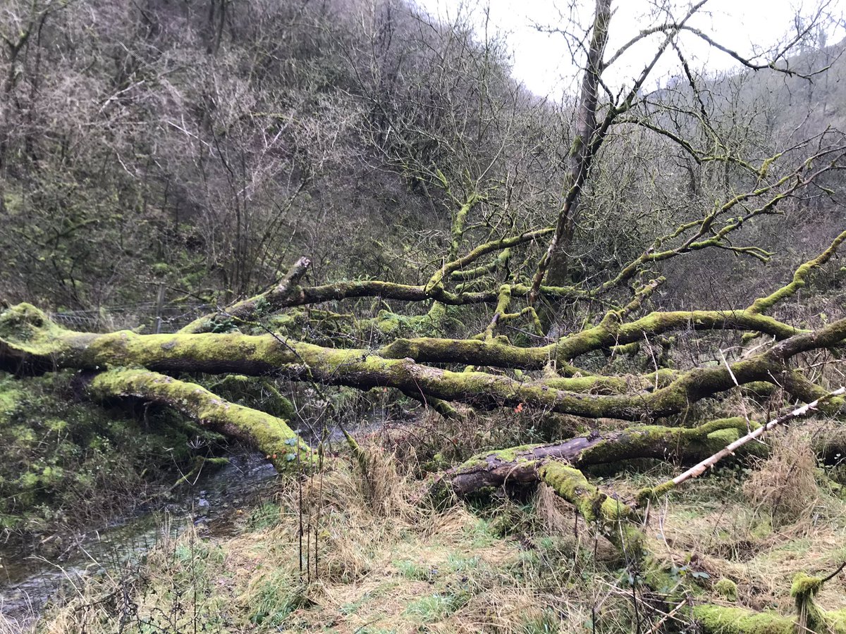 As the #riverlugg is dredged and damaged, more of our #rivers and #streams should look like this. #deadwood #woodydebris #nature #wild #peakdistrict #nationalpark #whitepeak