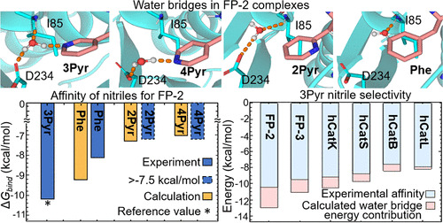 JCIM_JCTC's tweet image. Water Bridges Play a Key Role in Affinity and #Selectivity for Malarial #Protease Falcipain-2  
pubs.acs.org/doi/10.1021/ac…  
#current_issue #computational_biochemistry